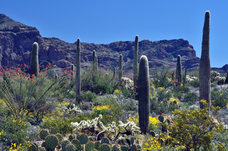 desert blooms